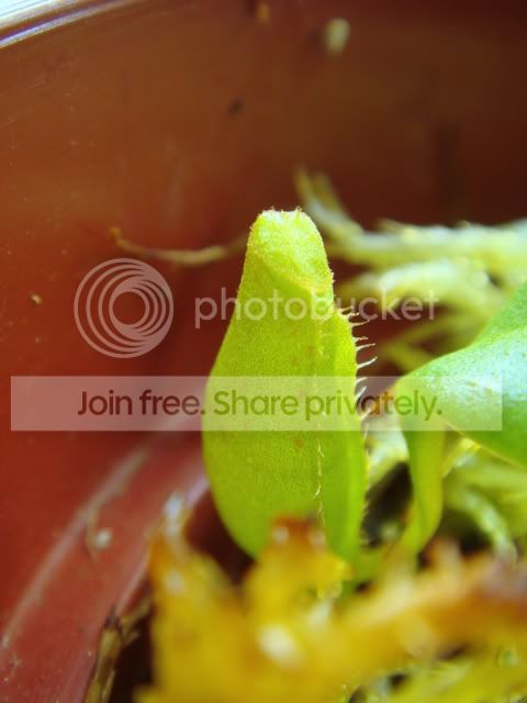 northiana_cutting1.jpg