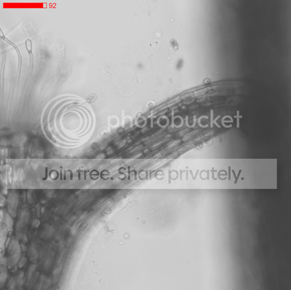 quelchi-skiier-2.png