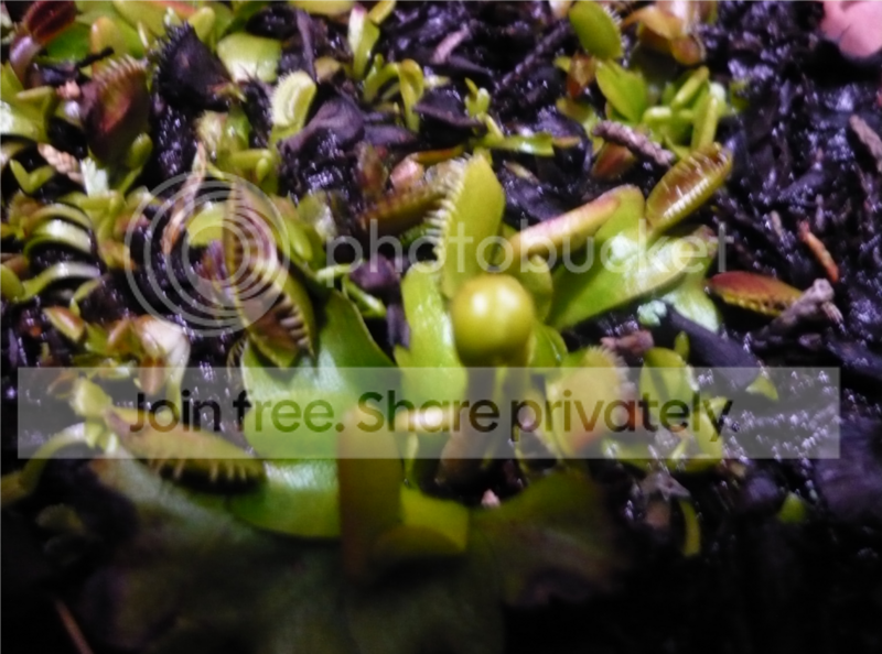 vft1.png