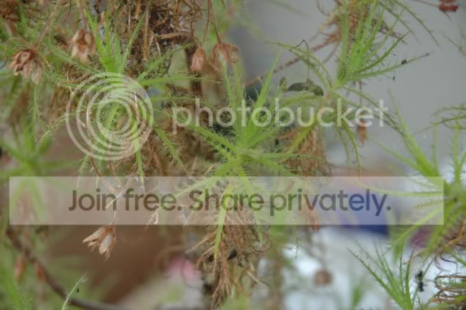 2006-6-5_ICPS_Meeting_157.jpg