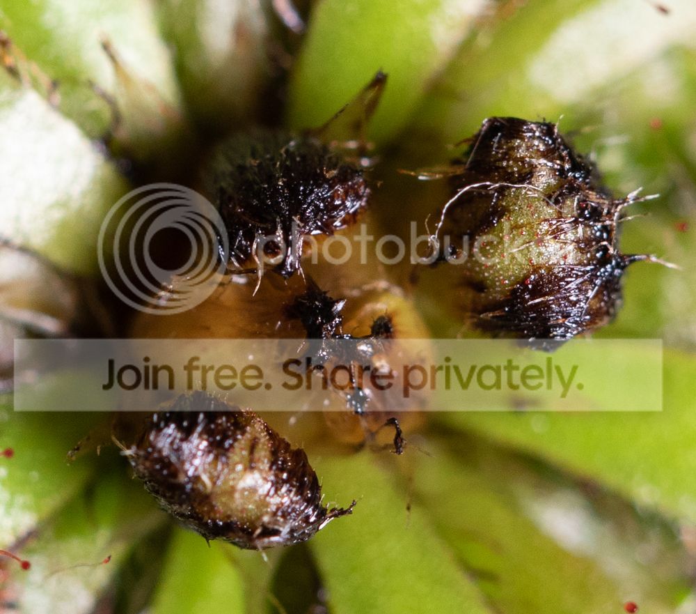 DroseraHumicMaybe-4_zpsbz4ewjs6.jpg
