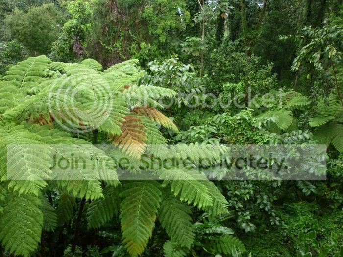 elYunque-canopy-treefern-birdRS.jpg