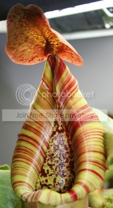 TRUNCATA4.jpg