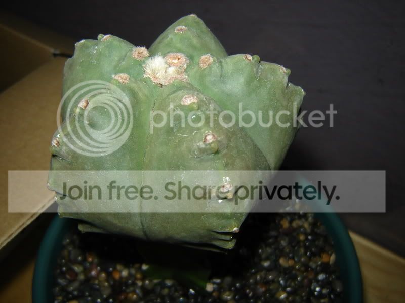 Astrophytum002.jpg