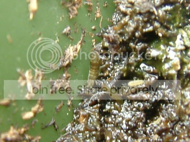 Unknownbug002.jpg