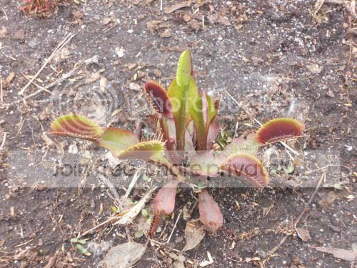 VFT-reddragon2_6-9-11.jpg