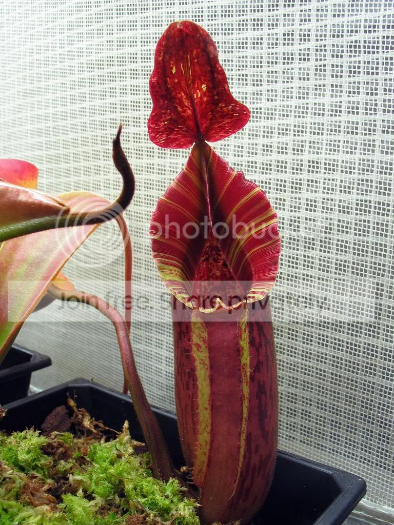 IMG_4281_zps53e2b3ad.jpg