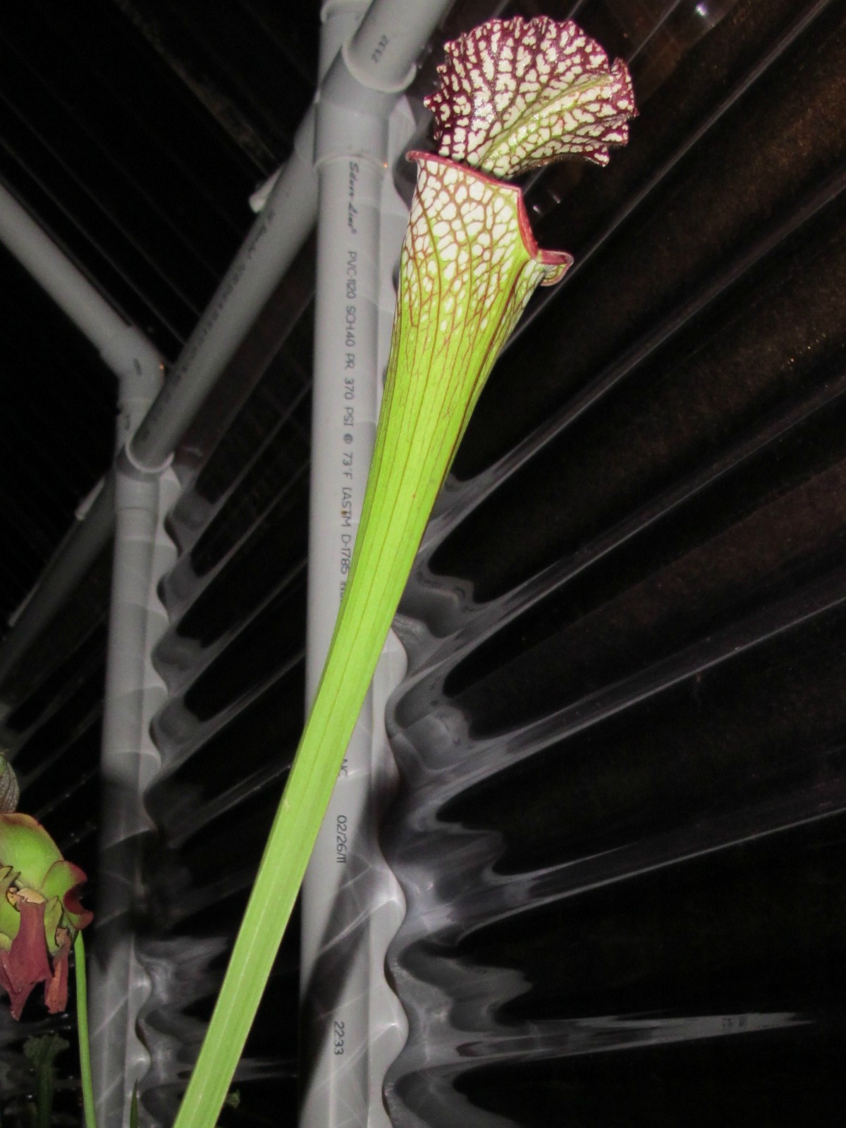 85kaq.jpg