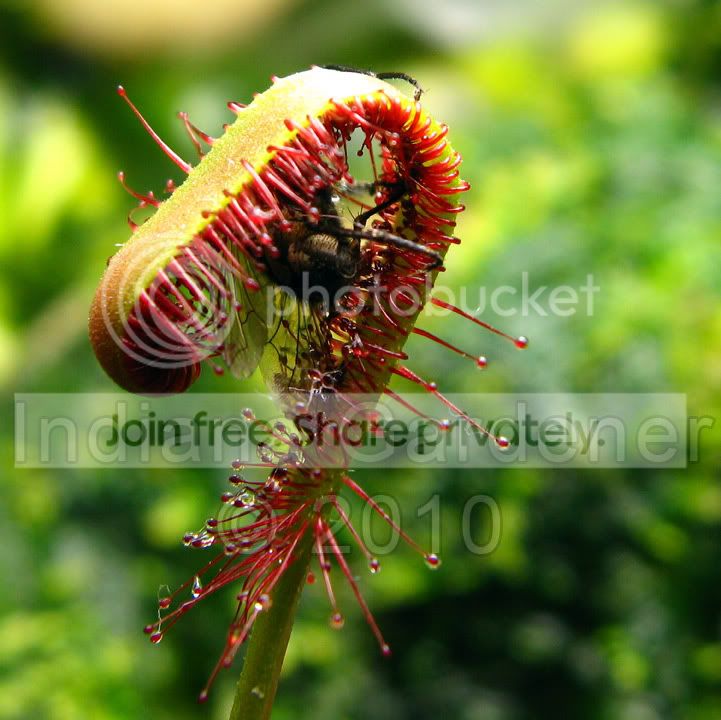 hungry-plant.jpg