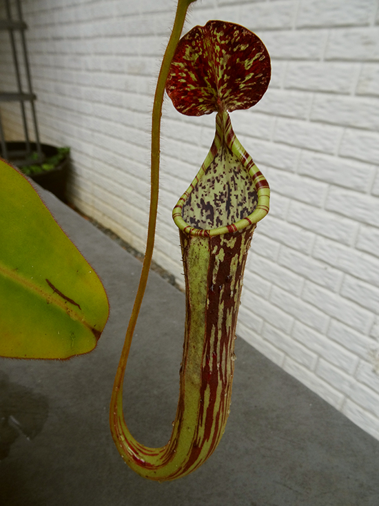 nepenthes-stenophylla-pitcher.jpg