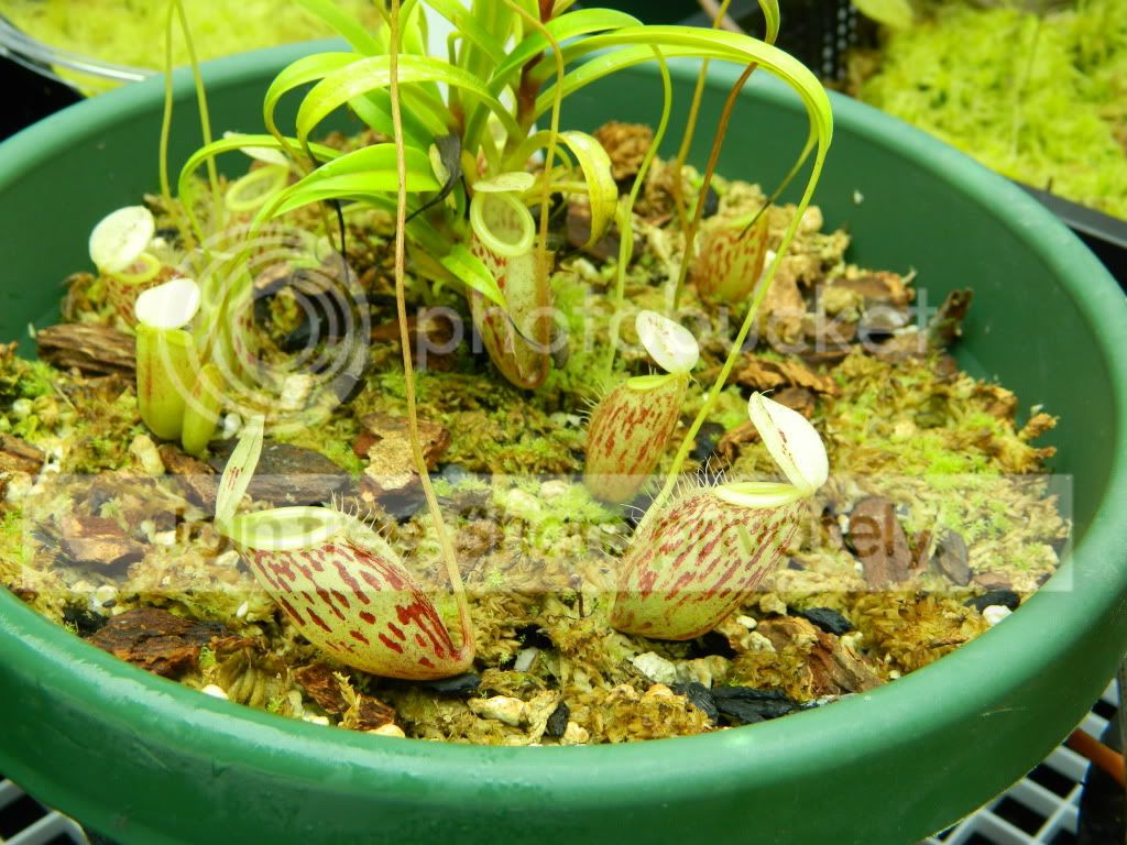 DSCN0553.jpg