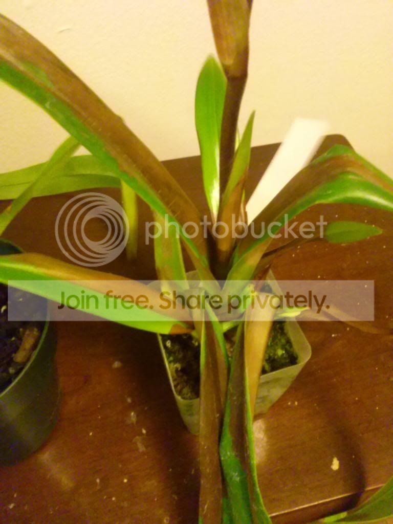 image_zps29ef84ea.jpg