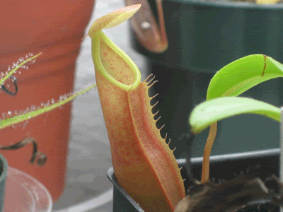 N_tobaica_pitcher_two.gif