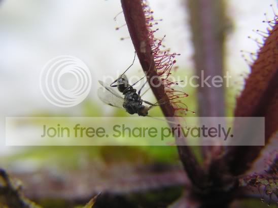 adelae_insect_rs.jpg