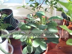 euphorbia_milli.jpg