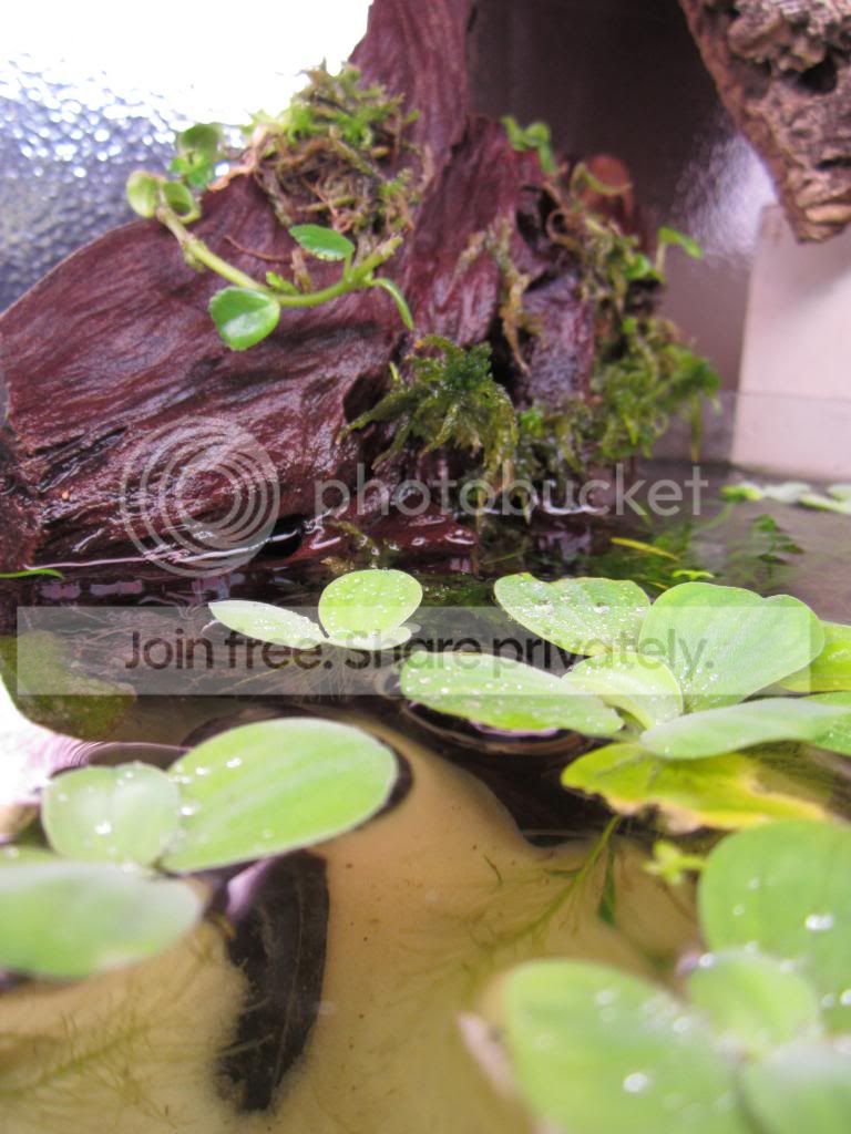 IMG_1704_zps6fe91a2e.jpg