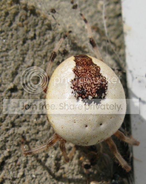 IMG_0800-leaf-back-spider-Sept-6-2012.jpg