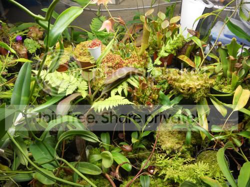 growchamber_8-1-12.jpg