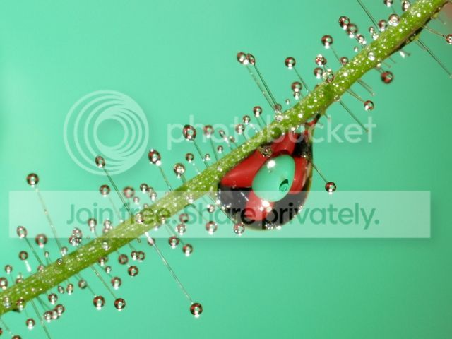 byblis_guehoi_dewdrops1_010912.jpg