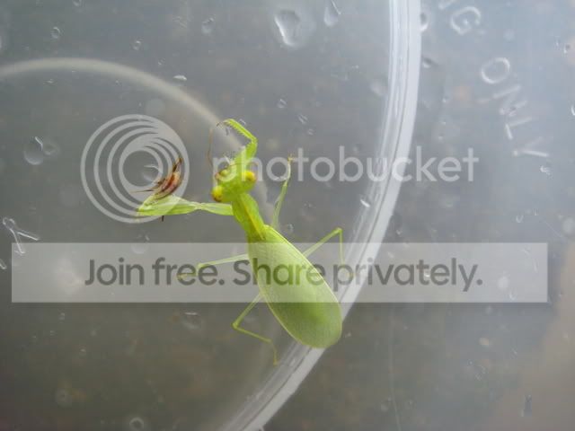 mantis_female3.jpg
