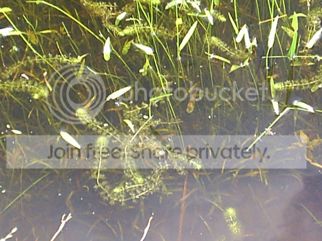Pickerel.jpg