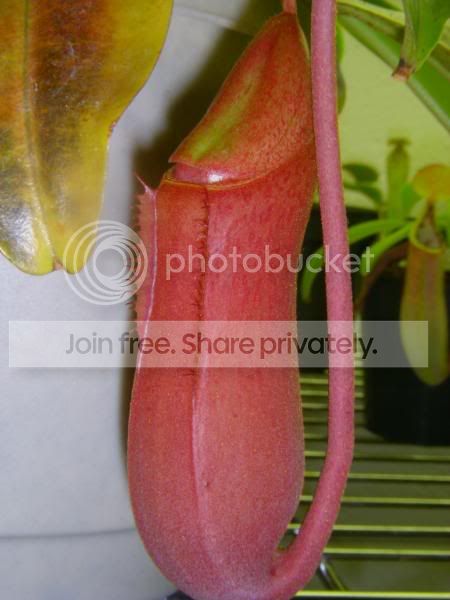 DSCN3491.jpg