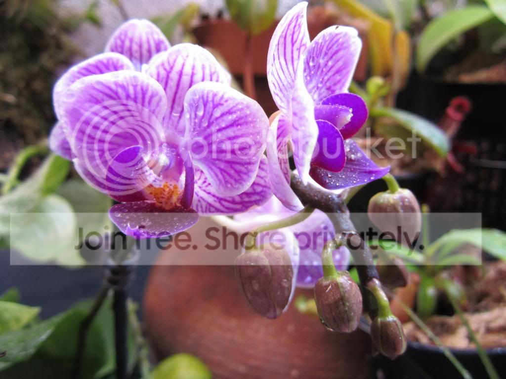IMG_1441_zps609c6517.jpg