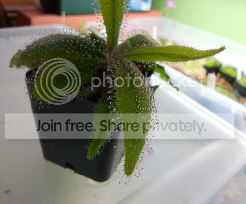 Dadelae_3-18-11.jpg