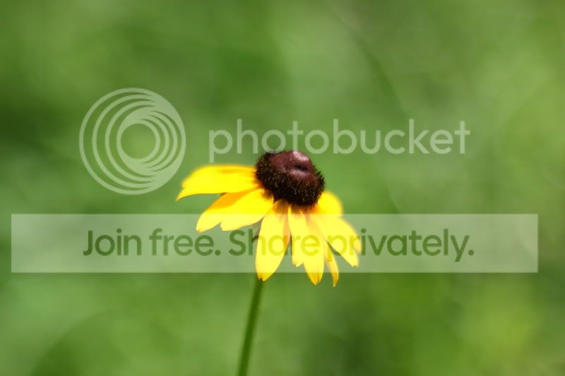 susan.jpg