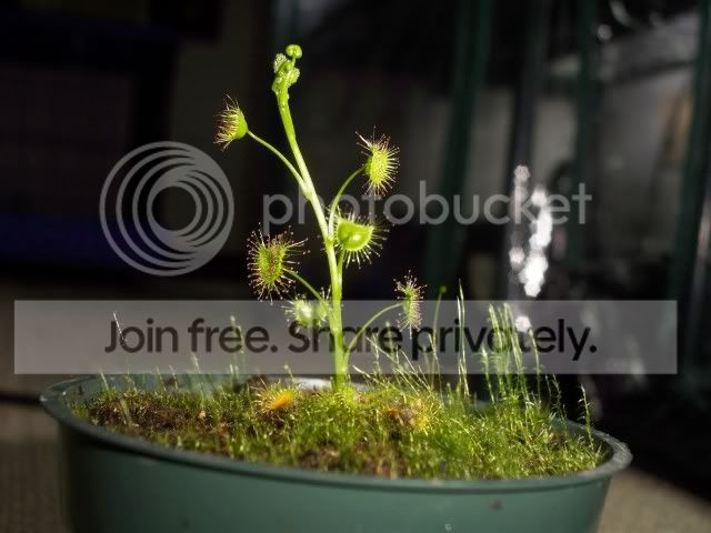 macrophylla003-5.jpg