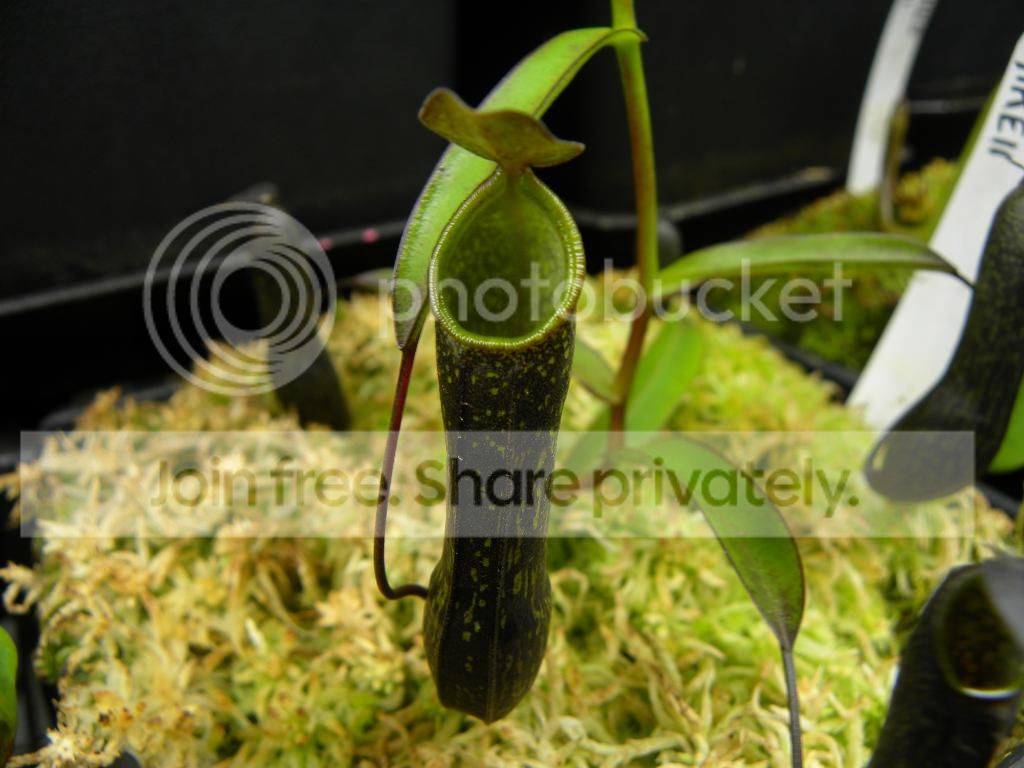 008_zps4d720ad8.jpg