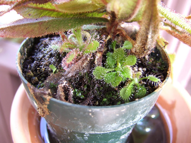 DSCF1290.JPG