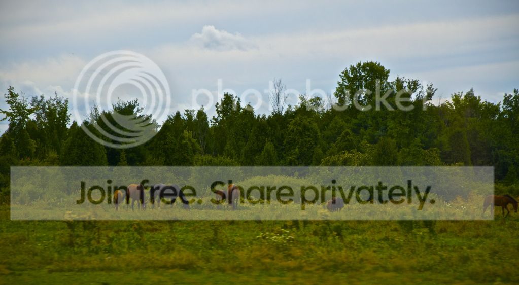 DSC_0658.jpg