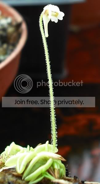 Plusitanica.jpg