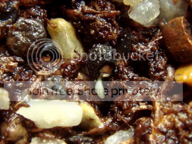 drosophyllum_seed2.jpg