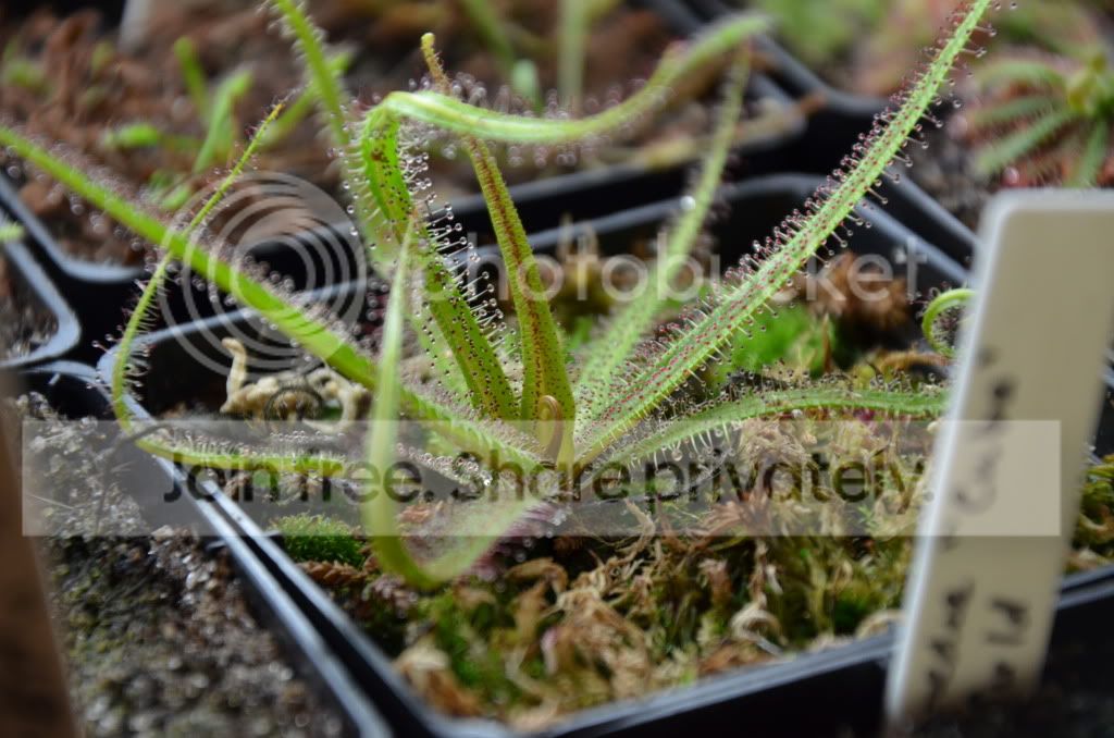 sundews014.jpg