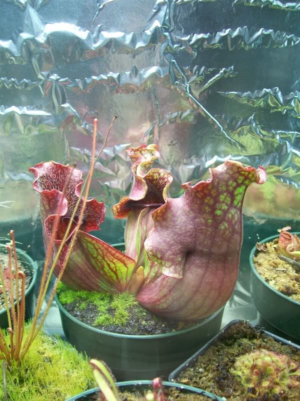 Purpurea1.jpg