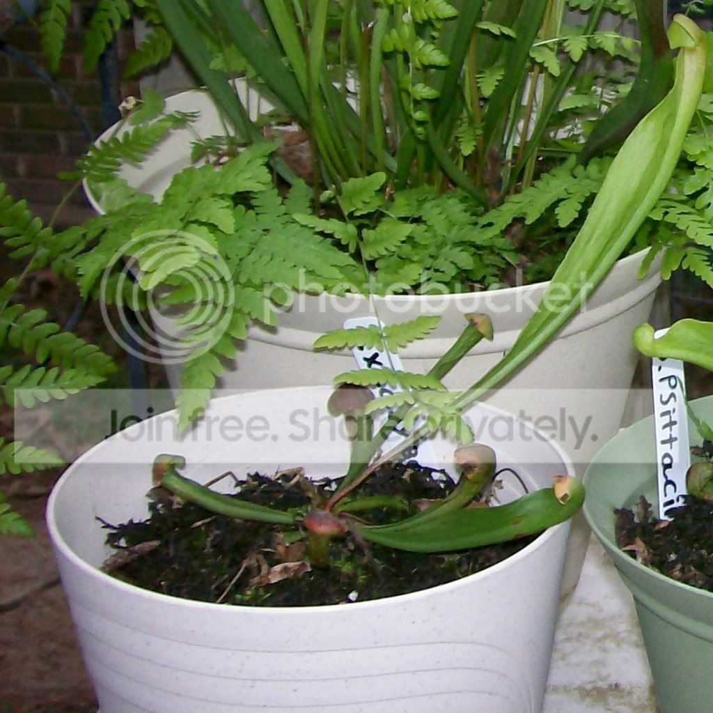 CarnivorousPlants005-Copy3.jpg