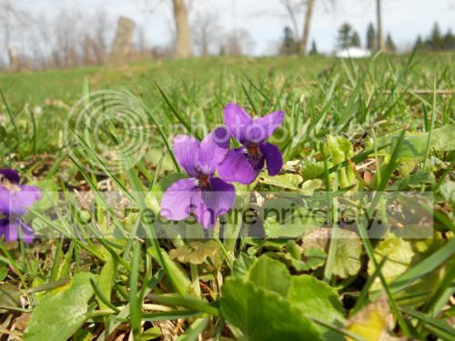violets_4-14-11.jpg