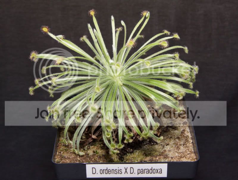 Dordensis-X-paradoxa-1.jpg