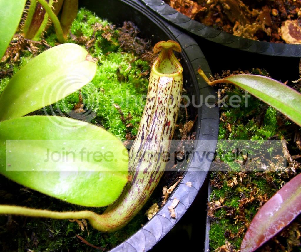 100_8225.jpg