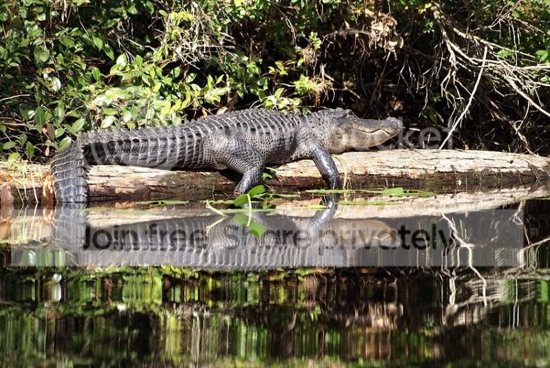 Okee-Everglades467.jpg