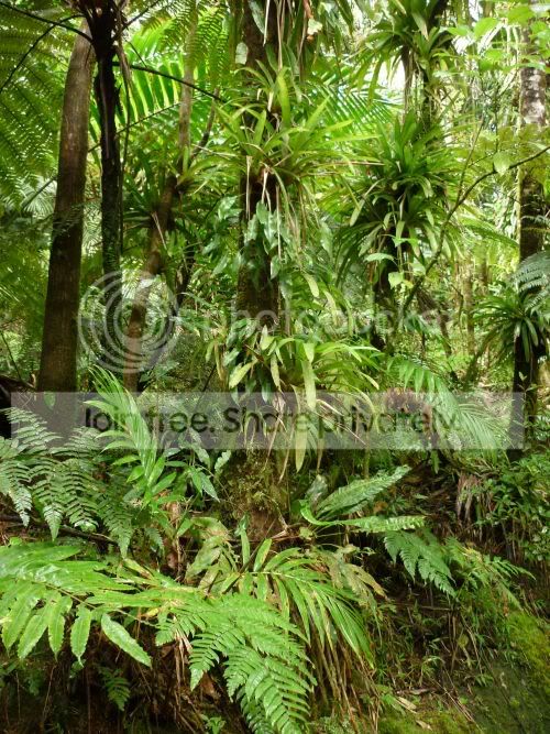 elYunque-understory3RS.jpg