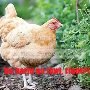 chickens-honey-m.jpg
