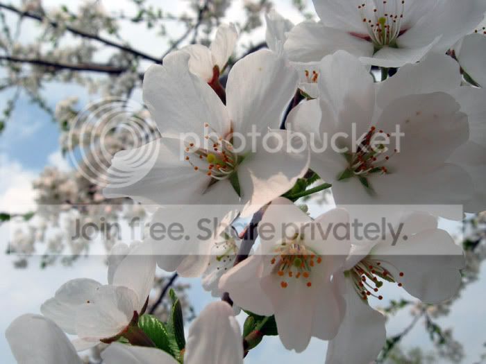 cherry-6-websized.jpg