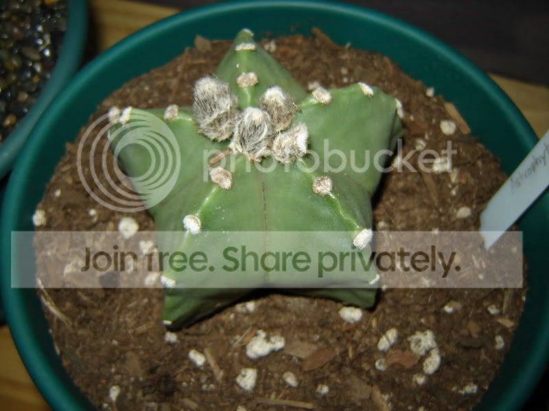 Astrophytum003.jpg