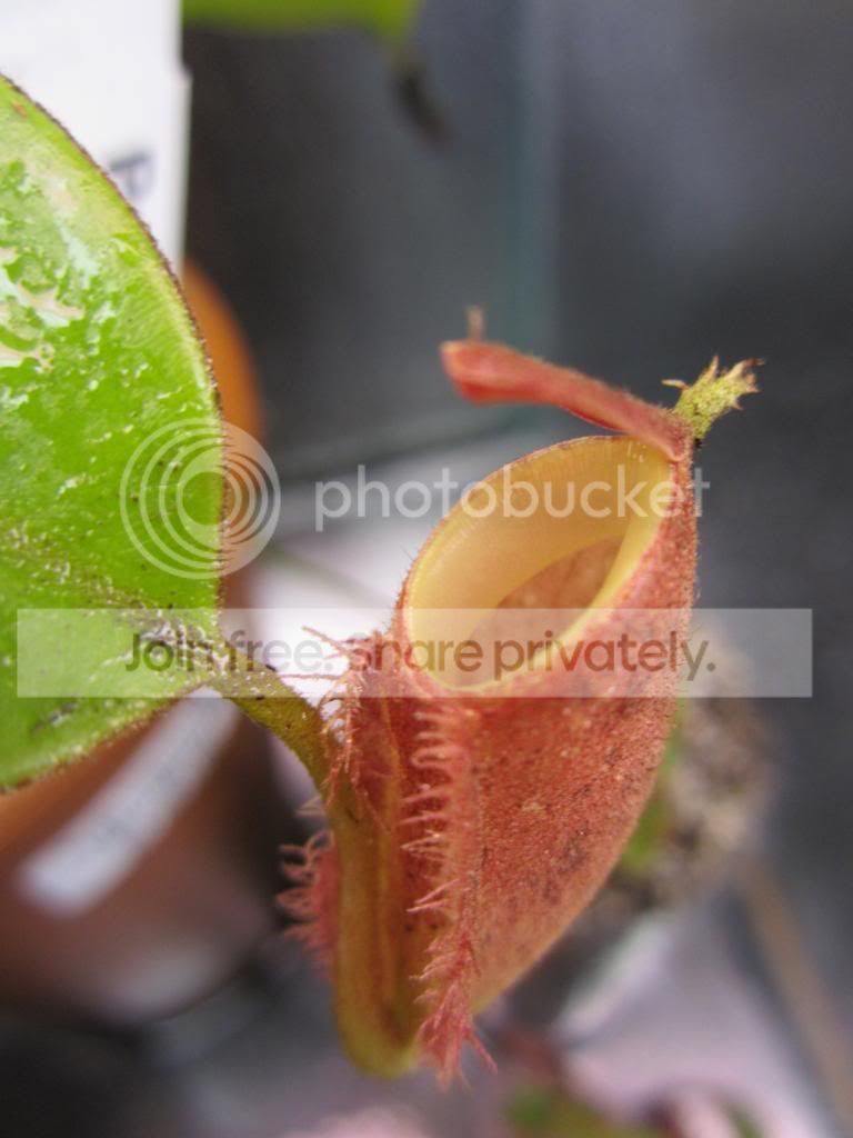 IMG_1490_zps7f9f7987.jpg