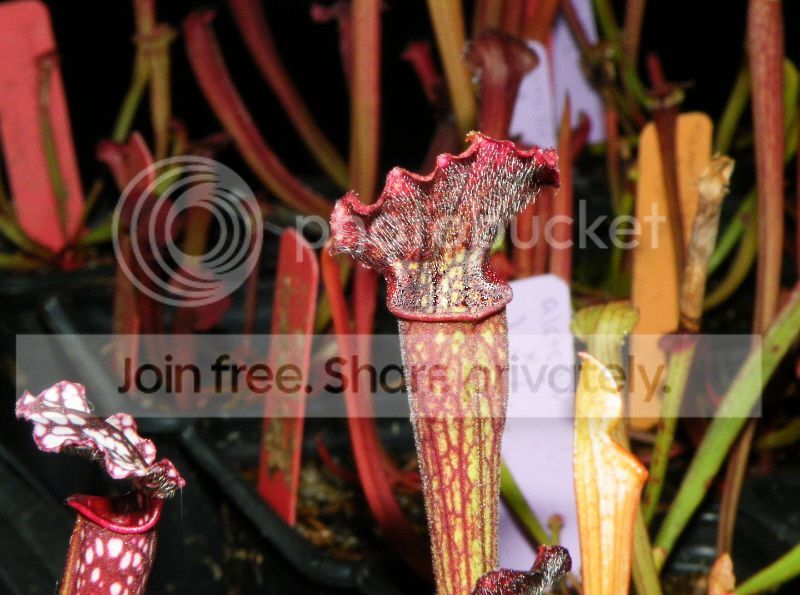DSCF9519.jpg