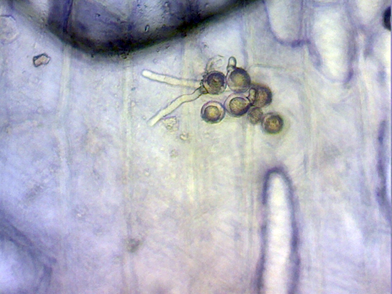 pollen1.jpg