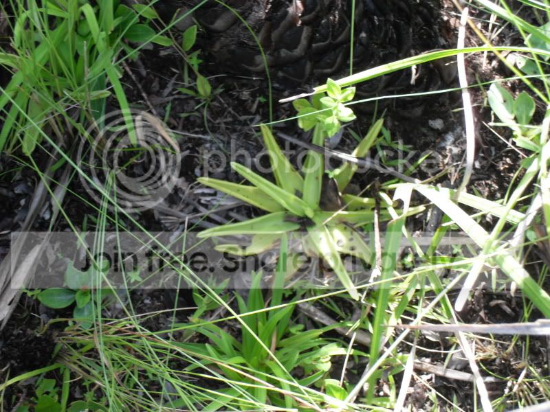 SDC10068.jpg